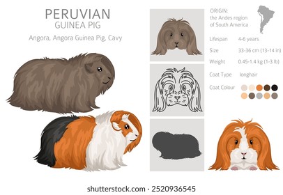 Peruvian Guinea pig, Angora Cavy clipart. All coat colors cavies set. Small Pet Rodents. Vector illustration