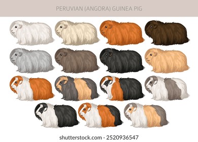 Peruvian Guinea pig, Angora Cavy clipart. All coat colors cavies set. Small Pet Rodents. Vector illustration