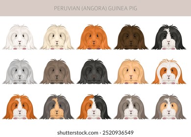 Peruvian Guinea pig, Angora Cavy clipart. All coat colors cavies set. Small Pet Rodents. Vector illustration