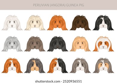 Peruvian Guinea pig, Angora Cavy clipart. All coat colors cavies set. Small Pet Rodents. Vector illustration