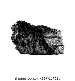 Peruvian Guinea Pig hand drawing vector isolated on white background.