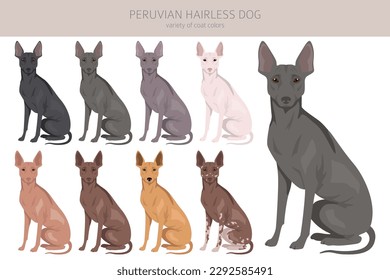 Peruvian hairless dog clipart. Different poses, coat colors set.  Vector illustration