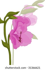 The Peruvian lily, alstroemeria