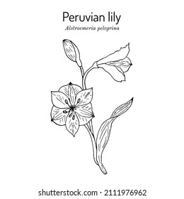 Peruvian lily (Alstroemeria pelegrina), ornamental plant. Hand drawn botanical vector illustration