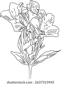 Peruvian lily flower outline hand-drawn illustration in minimalist style. Line art botanical sketch, doodle. Great for wedding decor, invitation, happy birthday cards, textile design, colouring books