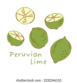 Peruvian lime illustration isolated on white background, whole fruit and fruit slices.