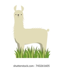 peruvian llama isolated icon