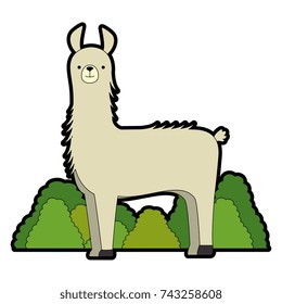 peruvian llama in jungle