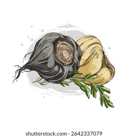 Peruvian maca root with a branch of foliage, black and yellow. Hand drawn watercolor illustration. Superfood. Organic ingredient for healthy eating and energy. Vector. Isolated background.