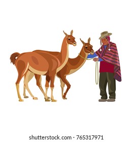 Peruvian man in national dress with guanacos. Vector illustration isolated on the white background