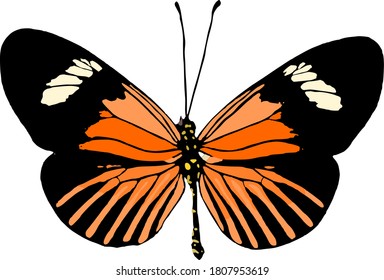 Peruvian orange butterfly vector on white background