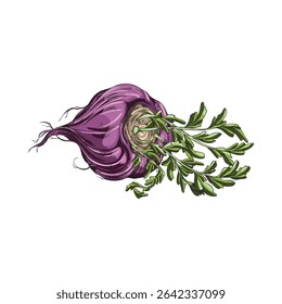 Peruvian superfood - purple maca root with leaves, vector illustration of hand drawn color sketch. Organic plant. Natural ingredient for energy. Medicine and vegetarianism. Isolated background.