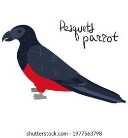 Pesquets parrot, also known as the Dracula or vulturine parrot in cartoon style on white background. Vector hand drawn illustration. Psittrichas fulgidus