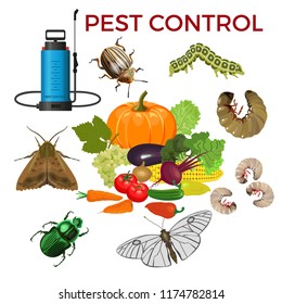 Pest control concept with insect pests, vegetables and sprayer. Vector illustration isolated on white background