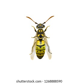 Pest insect. Yellow striped wasp. Vector illustration isolated on white background.