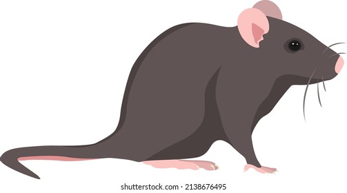 Pest rat, illustration, vector on a white background.