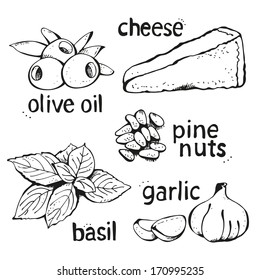 Pesto ingredients, vector hand drawn set on white background