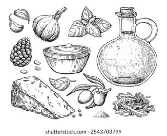 Pesto sauce ingredients vector drawing. Traditional italian food sketch. Basil, garlic, pine nuts, parmesan cheese, olive oil, arugula hand drawn illustration. Engraved isolated pasta salad dressing