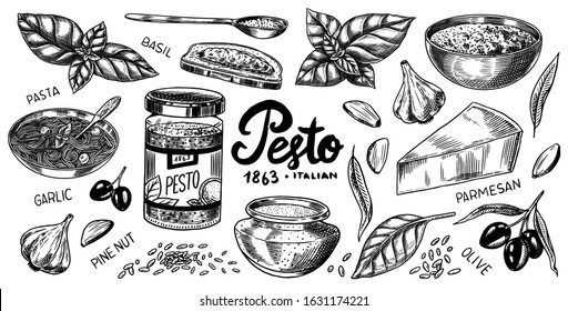 Pesto sauce set. Basil leaves, garlic, pine nuts, hard parmesan cheese, olive oil, pesto alla genovese. Spicy condiment, glass bottle, wooden spoon or dish, bunch of seeds. Engraved hand drawn sketch.