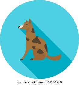 Pet , Animal