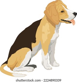 Pet Beagle Sitting Vector Illustration