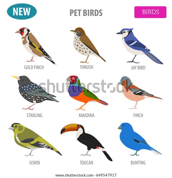 Pet birds collection,  breeds icon set flat\
style isolated on white.  Create own infographic about pets. Vector\
illustration