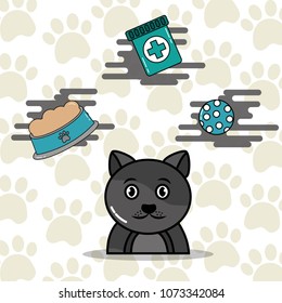 pet cat and dog