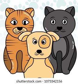 pet cat and dog