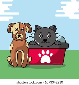 pet cat and dog