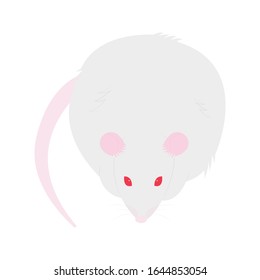 Pet cute Rat. cartoon cute Decorative rat. Domestic rat on a white background