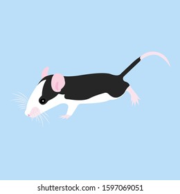 Pet cute Rat. cute Decorative Domestic rat on a blue background.