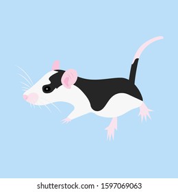 Pet cute Rat. cute Decorative Domestic rat on a blue background.