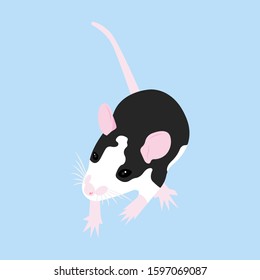 Pet cute Rat. cute Decorative Domestic rat on a blue background.