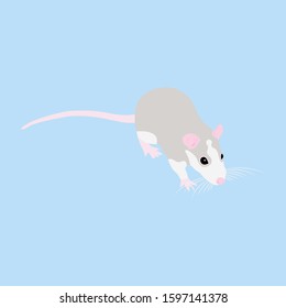 Pet cute Rat. cute Decorative rat. Domestic rat on a blue background