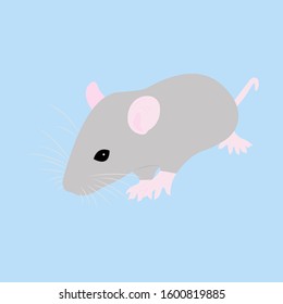 Pet cute Rat. cute Decorative rat. Domestic rat on a blue background
