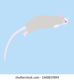 Pet cute Rat. cute Decorative rat. Domestic rat on a blue background