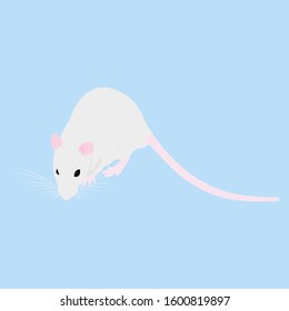 Pet cute Rat. cute Decorative rat. Domestic rat on a blue background
