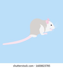 Pet cute Rat. Cute Decorative rat. Domestic rat on a blue background