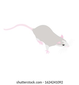 Pet cute Rat. cute Decorative rat. Domestic rat on a white background