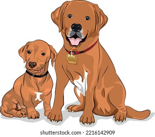 pet dog breeds brown illustration vector 