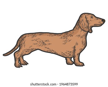 Pet dog dachshund breed. Sketch scratch board imitation color.