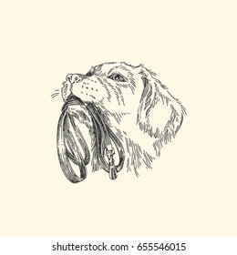 Pet. Dog labrador with leash. Vector illustration