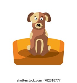 pet dog sitting animal domestic