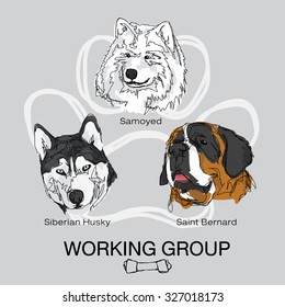 pet dog working group pack 1, Samoyed , Siberian Husky , Saint Bernard