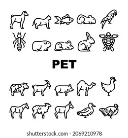 Pet Domestic, Farm And Sea Aqua Icons Set Vector. Mice And Hamster, Dog Puppy And Cat Kitty Pet, Horse And Camel, Parrot And Chicken Bird, Turtle And Aquarium Fish Contour Illustrations