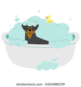 Pet Grooming single 13 cute on a white background, vector illustration.