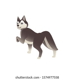 Pet husky dog walking away and looking back - cute cartoon animal with grey and white fur and friendly face isolated on white background. Vector illustration.