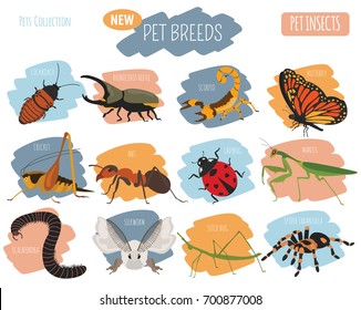 Pet insects breeds icon set flat style isolated on white. House keeping bugs, beetles, sticks, spiders and other collection. Create own infographic about pets. Vector illustration