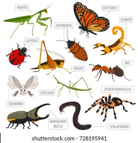 Pet insects breeds icon set flat style isolated on white. House keeping bugs, beetles, sticks, spiders and other collection. Create own infographic about pets. Vector illustration