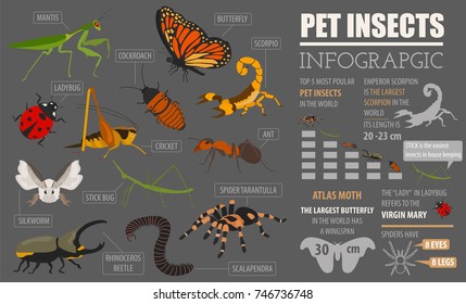 Pet insects breeds icon set flat style isolated on white. House keeping bugs, beetles, sticks, spiders and other collection. Create own infographic about pets. Vector illustration